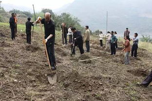 干貨 園林綠化施工技術大全