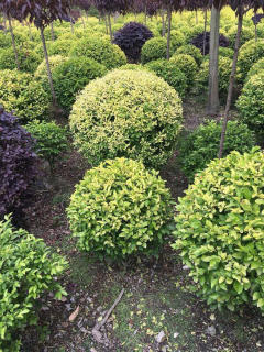 基地直供私家花園景觀造型綠化苗木、園林綠化工程施工