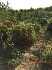 出售金葉榆,金葉垂榆就在蘇氏園林,出售金葉榆,金葉垂榆就在蘇氏園林生產(chǎn)廠家,出售金葉榆,金葉垂榆就在蘇氏園林價(jià)格