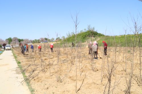 綠化工程施工,淄博凱創園林為家鄉臨淄添一抹綠