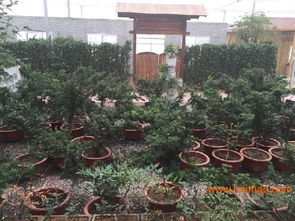 淄博園林綠化 淄博園林景觀施工 淄博園林設(shè)計(jì), 淄博園林綠化 淄博園林景觀施工 淄博園林設(shè)計(jì)生產(chǎn)廠(chǎng)家, 淄博園林綠化 淄博園林景觀施工